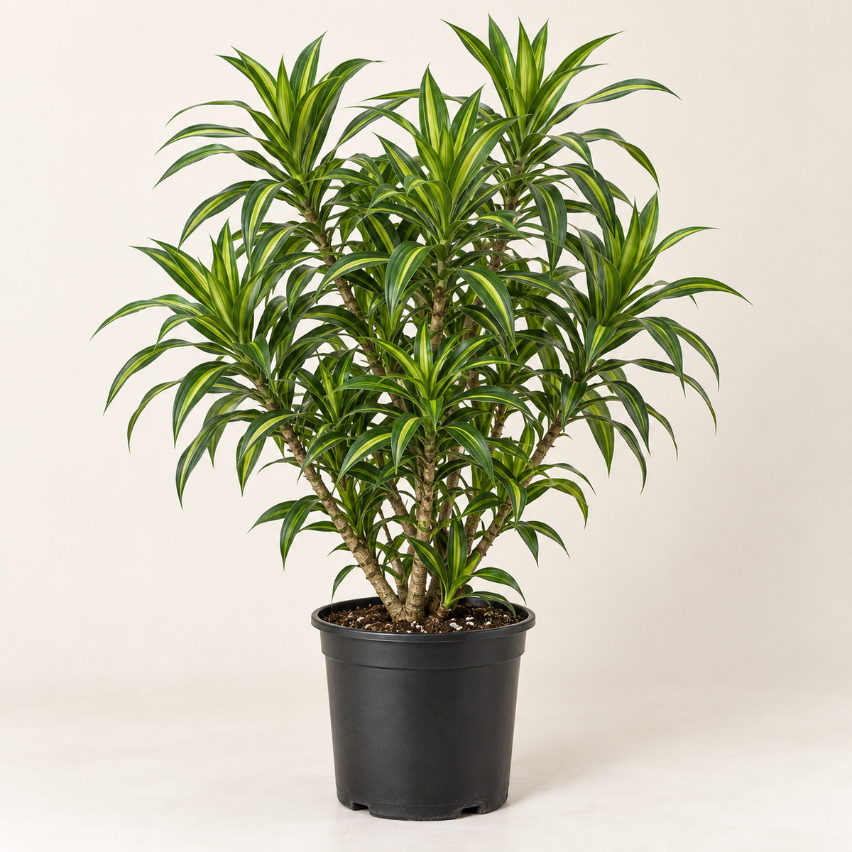 6in Dracena Song of Jamaica