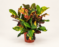 6in Croton Magnificent