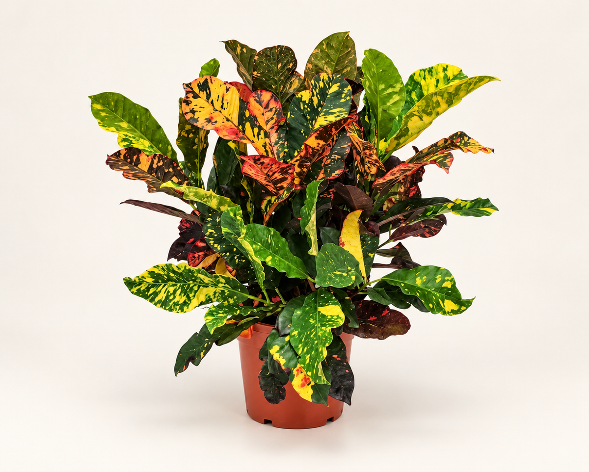 6in Croton Magnificent