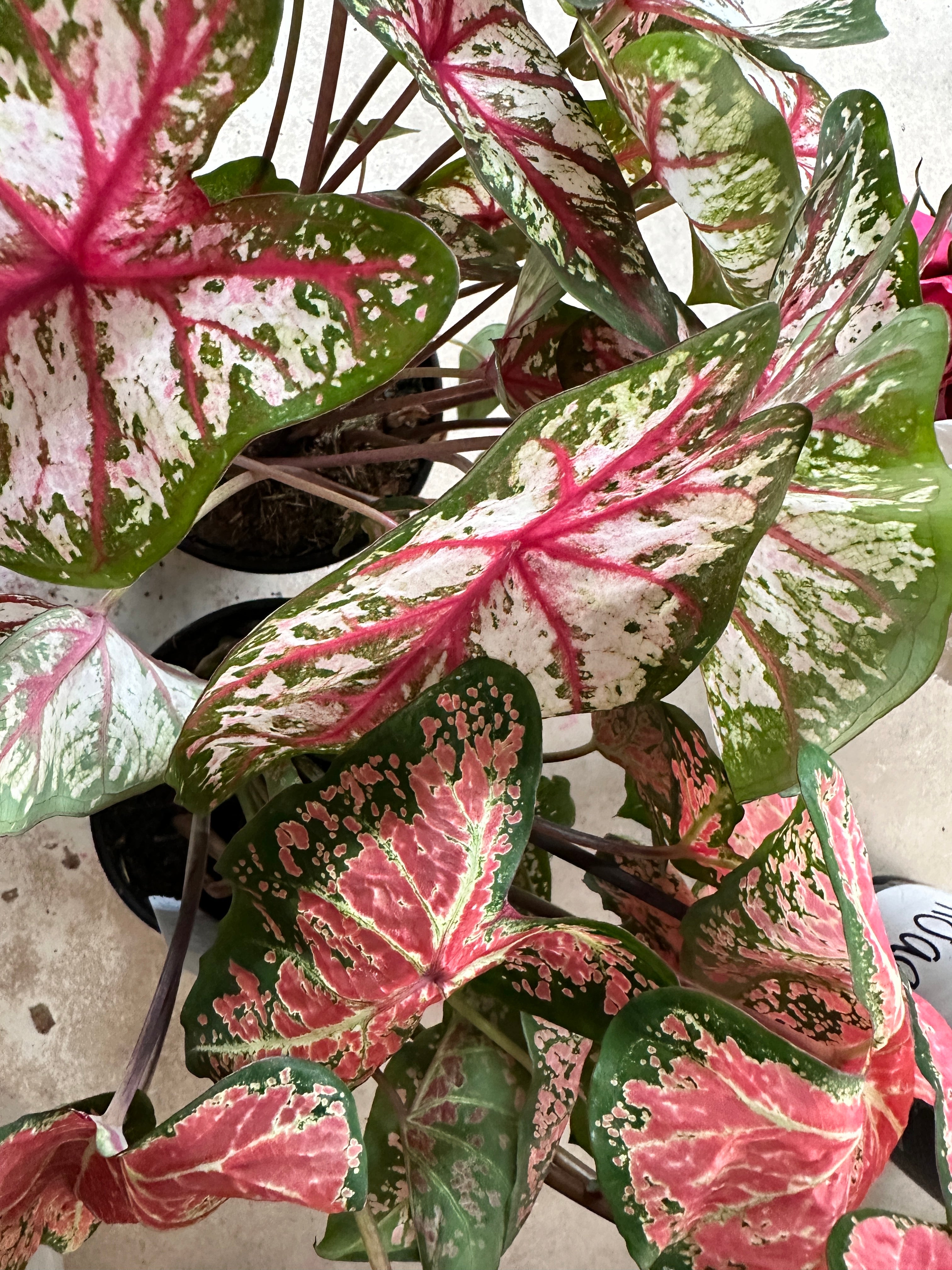 6.5in Caladium