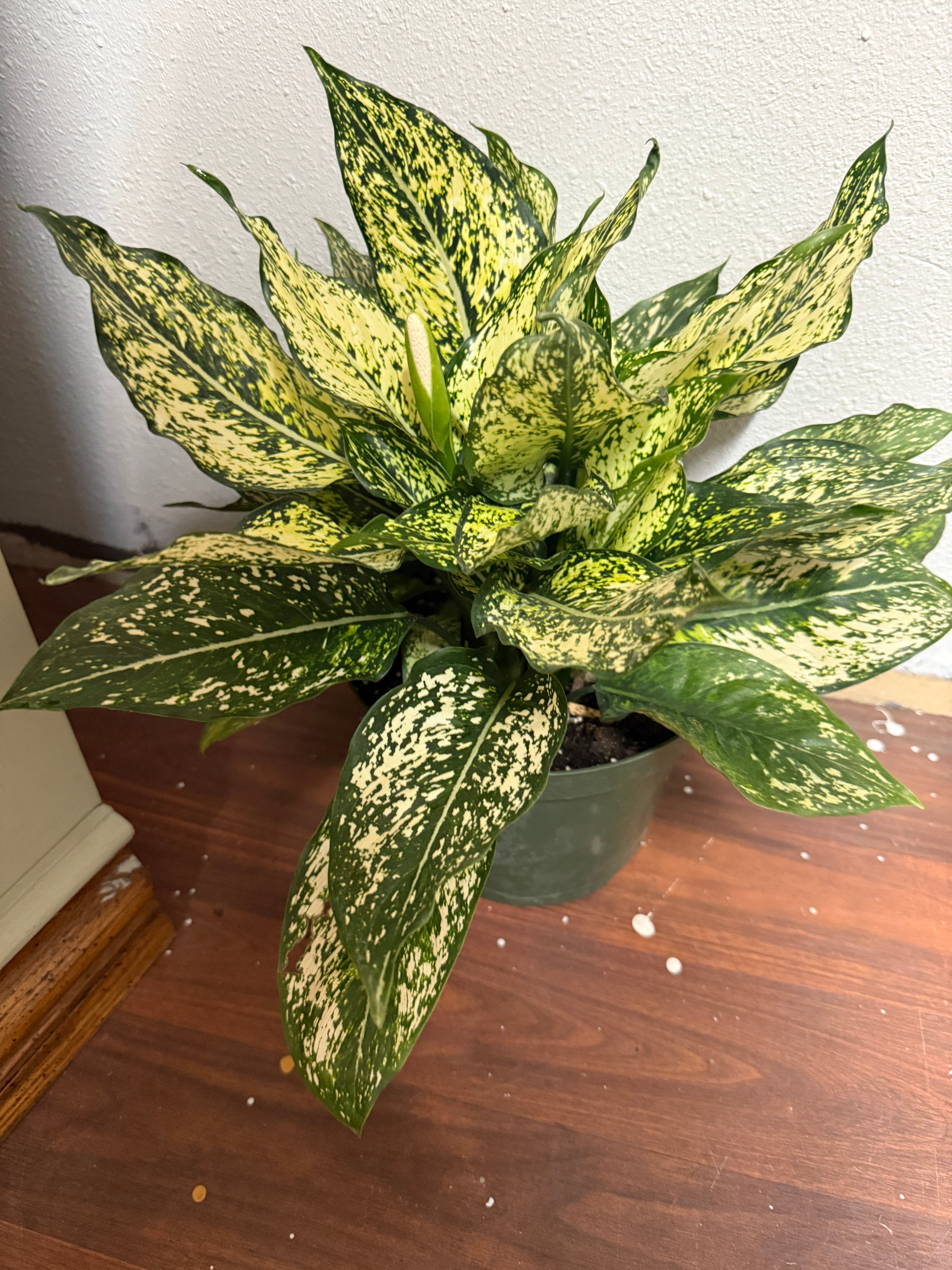 8in Aglaonema Spring Snow