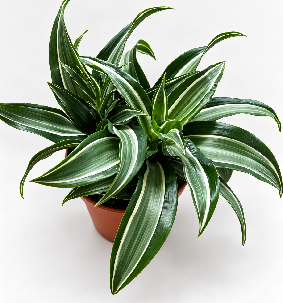 6in Dracena Jade Jewell