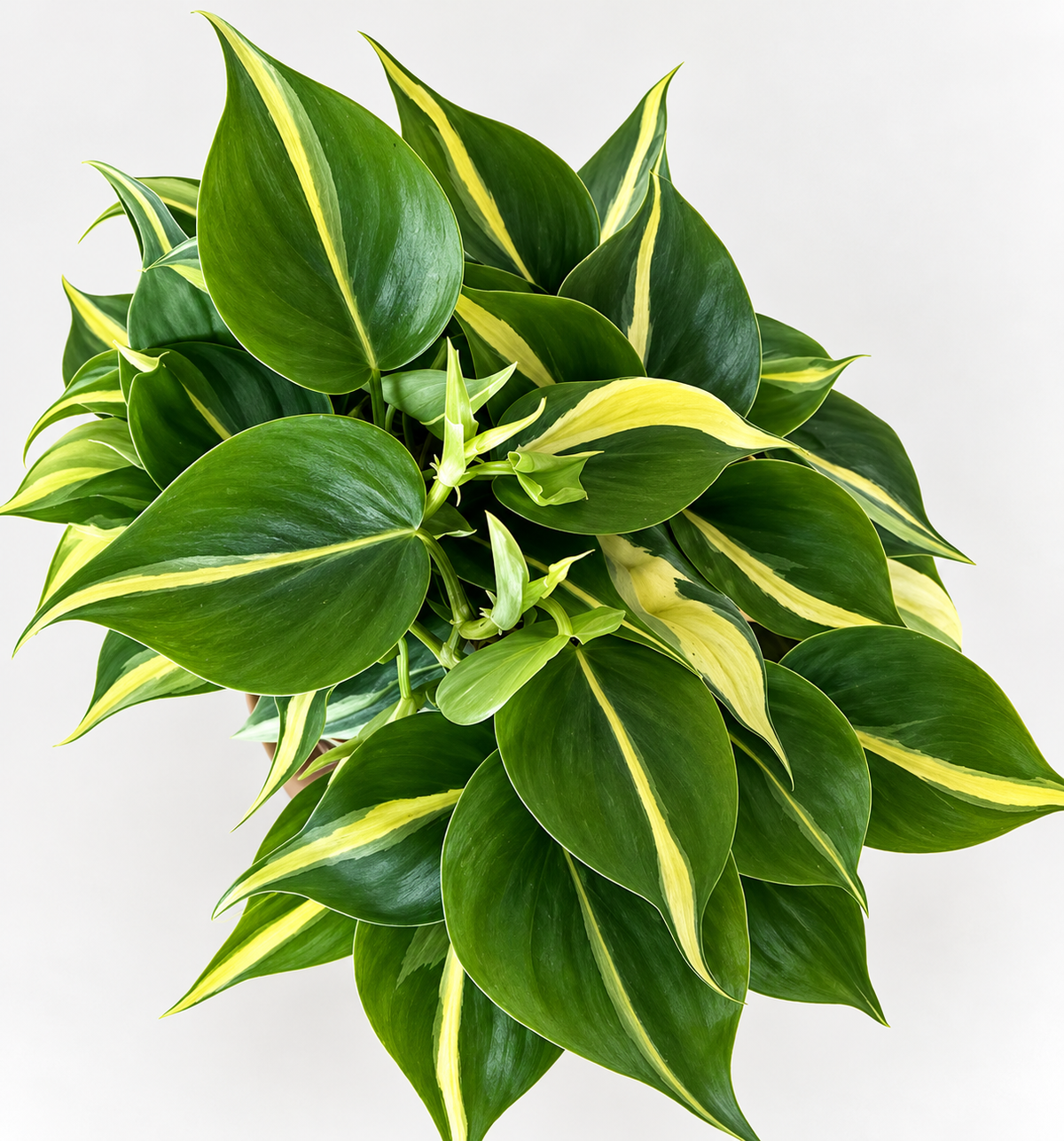 6in Silver Stripe Philodendron