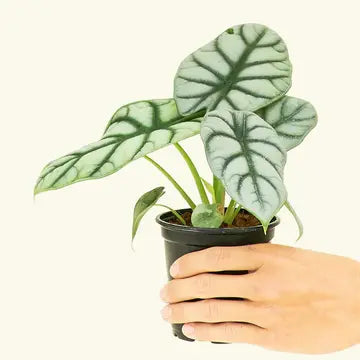 4in Alocasia Silver Dragon