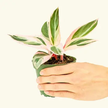 4in Stromanthe 'triostar