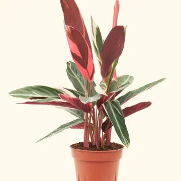 6in Stromanthe 'triostar