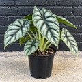 6in Alocasia Silver Dragon