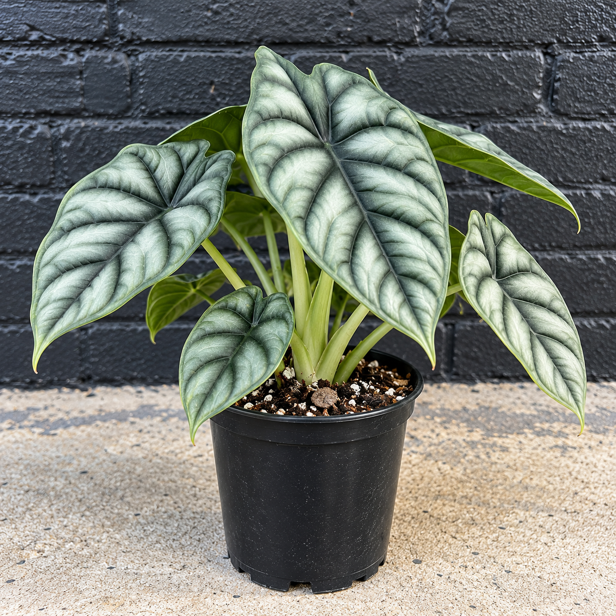 6in Alocasia Silver Dragon