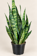 8in Laurentii Sansevieria