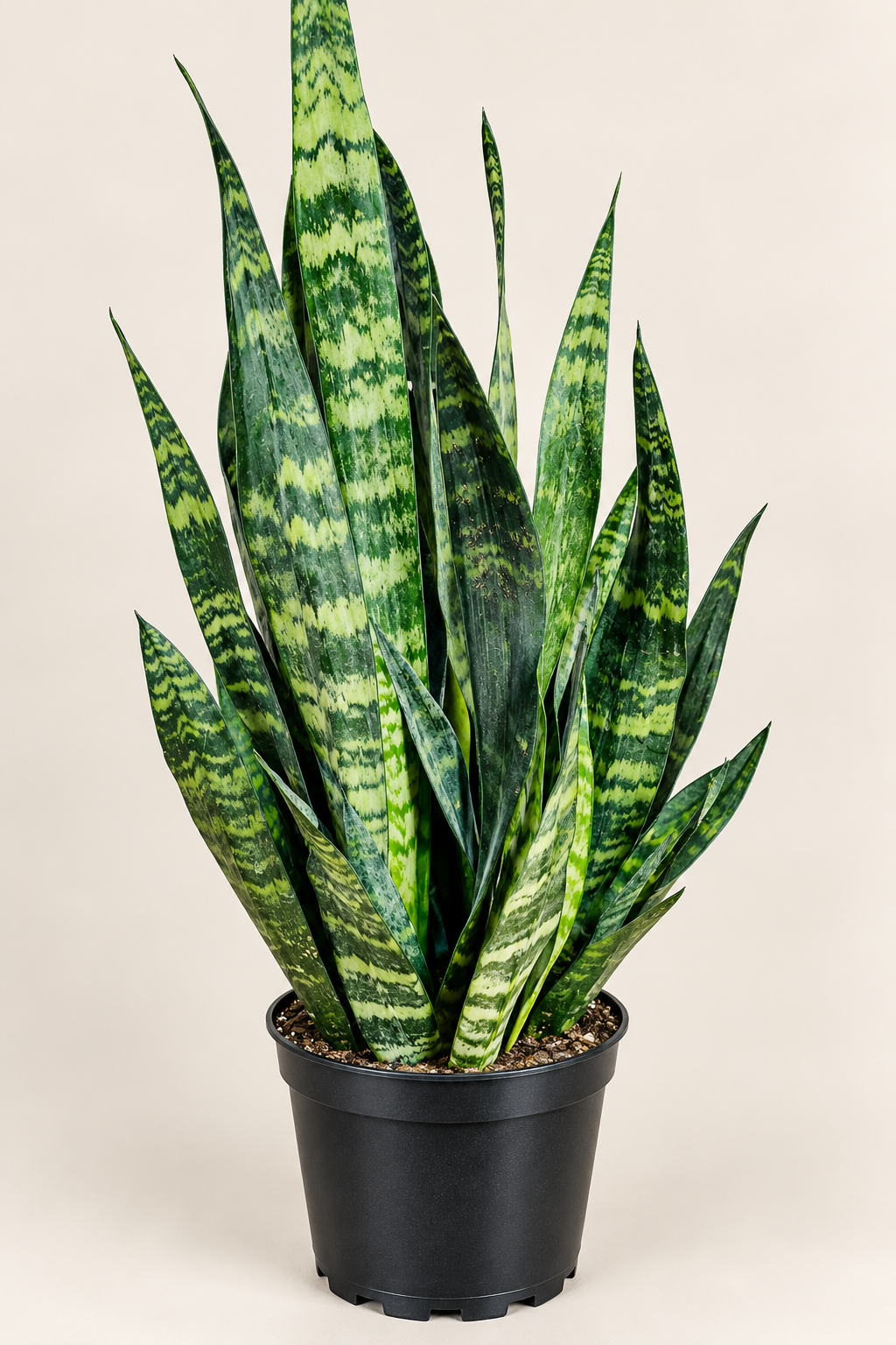 8in Laurentii Sansevieria