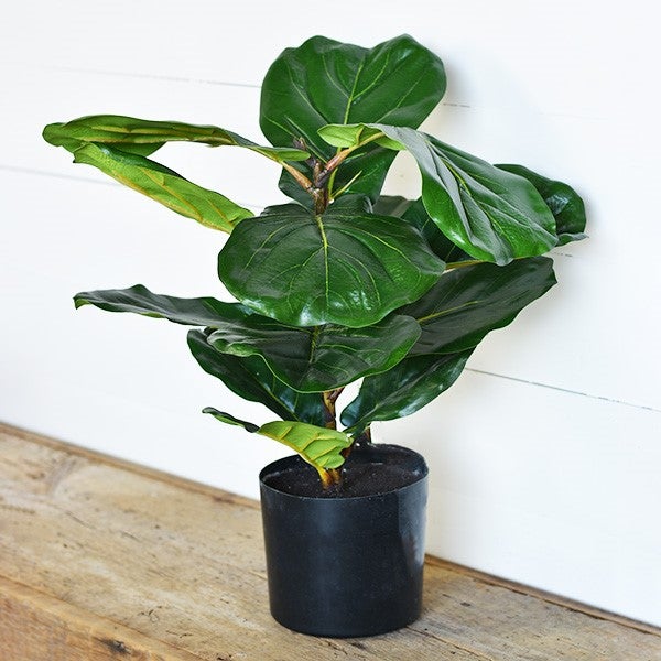 Fiddleleaf Tree with Pot