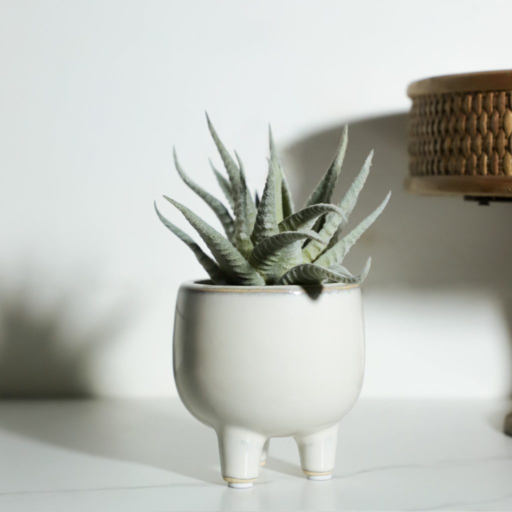 Agave in Ceramic Pot