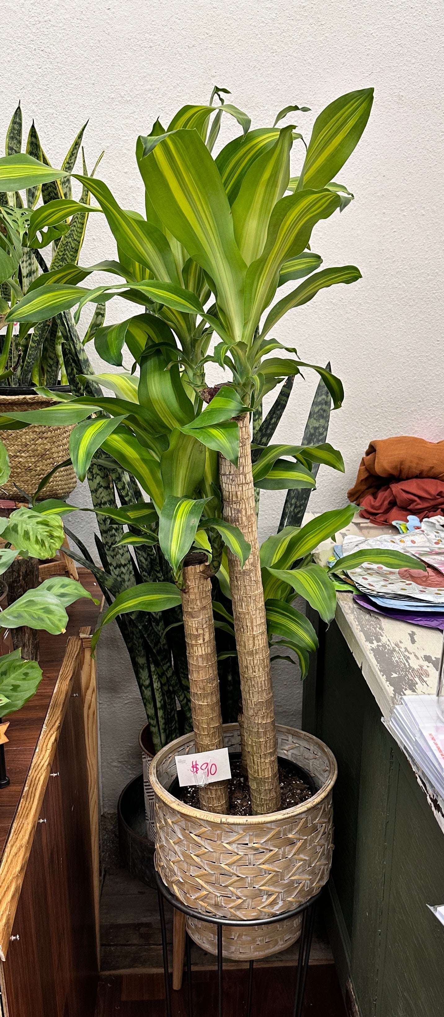 10in Dracena Massangeana