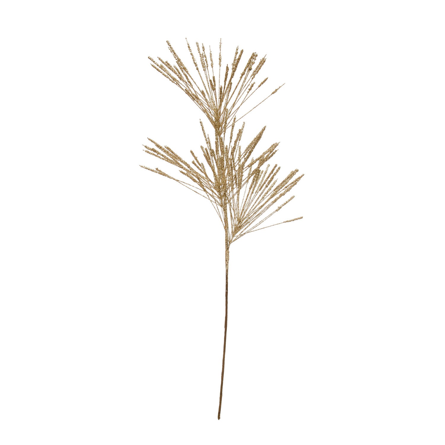 Champagne Long Needle Pine