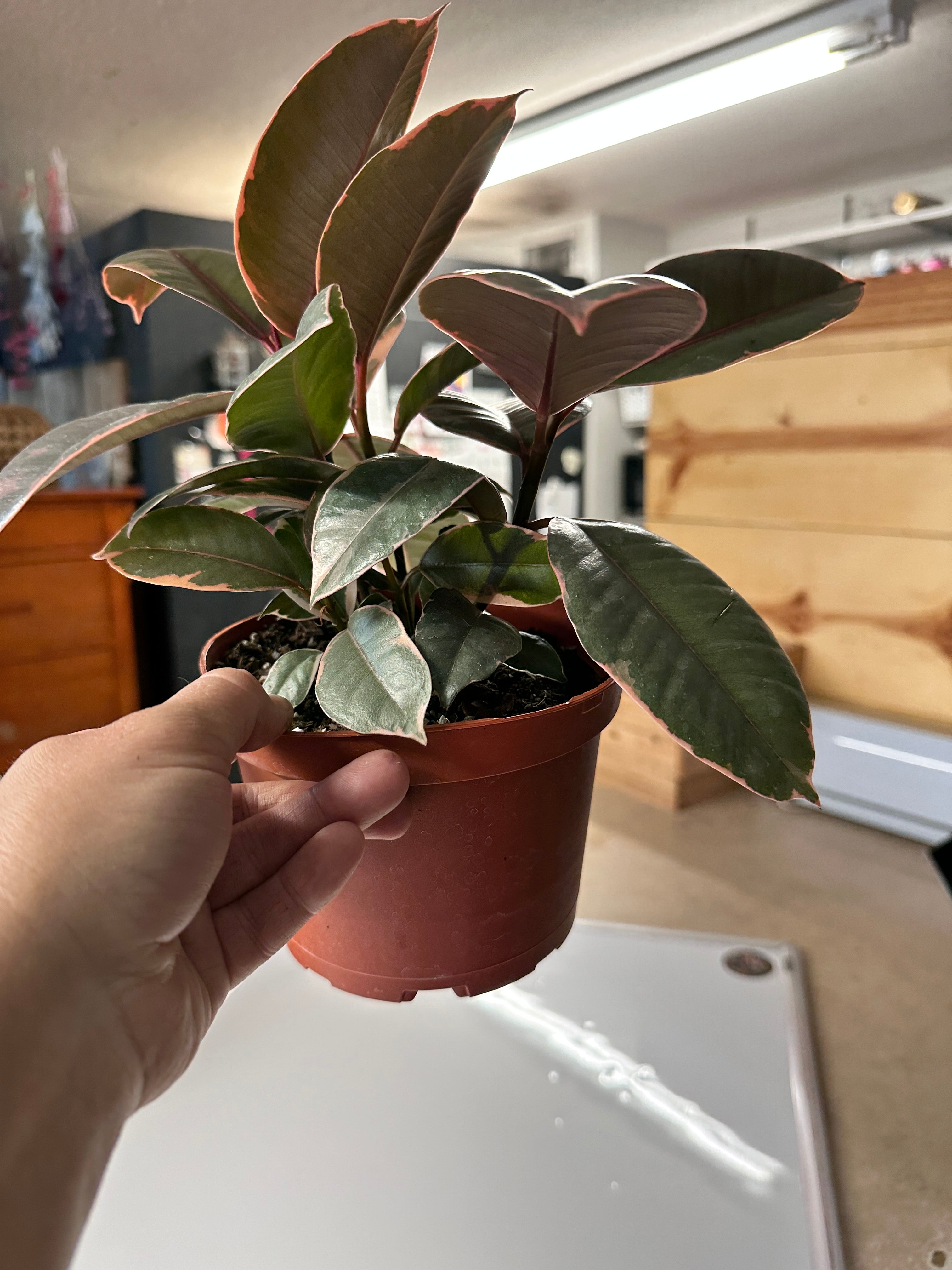 6in Ficus Ruby