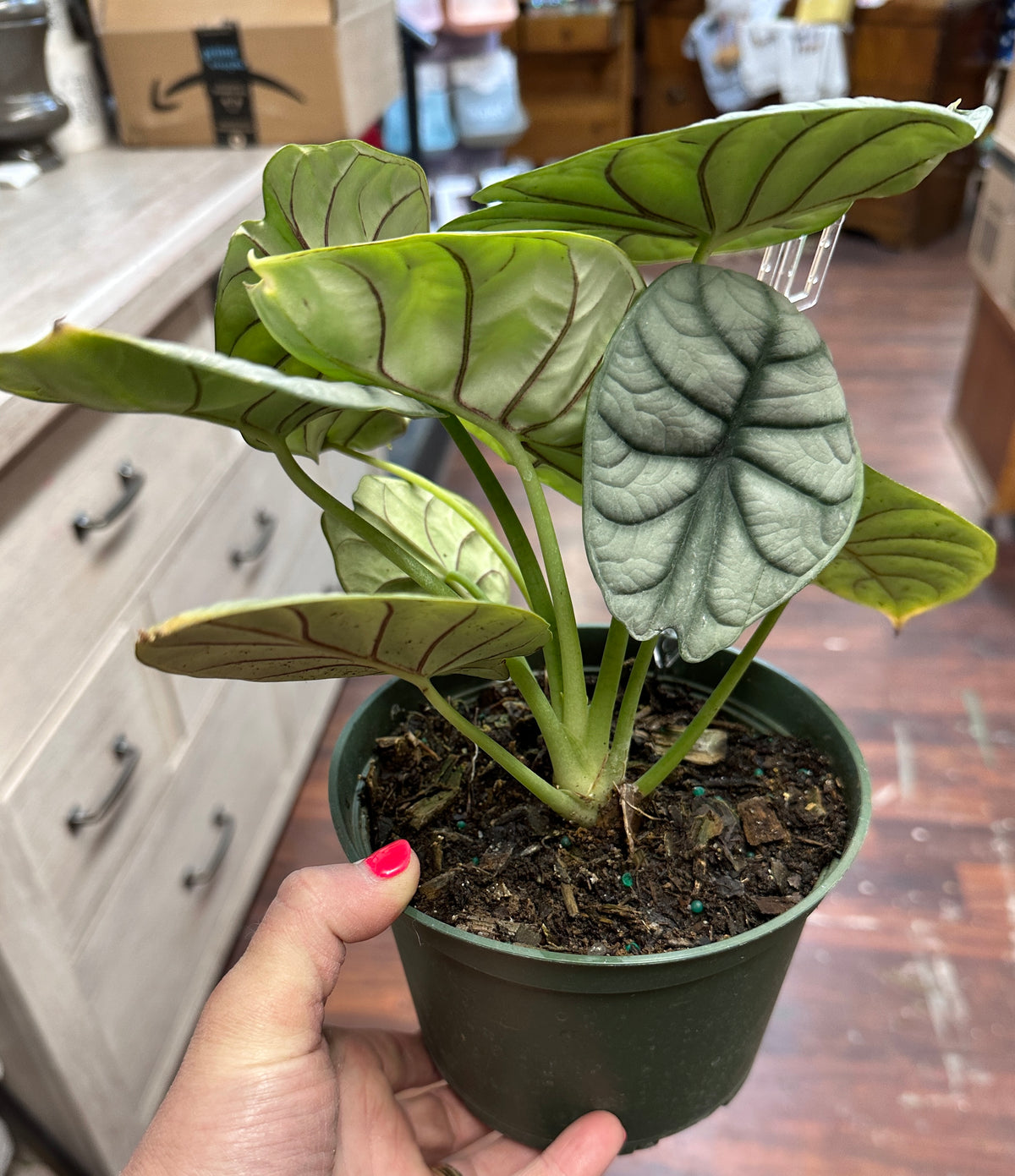 6in Alocasia Silver Dragon