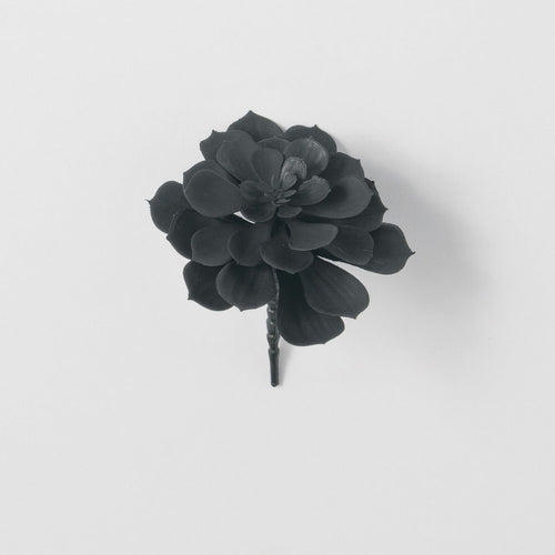 Black Succulent