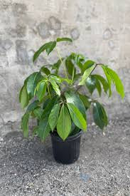 10in Schefflera Amate