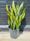 10in Laurentii Sansevieria