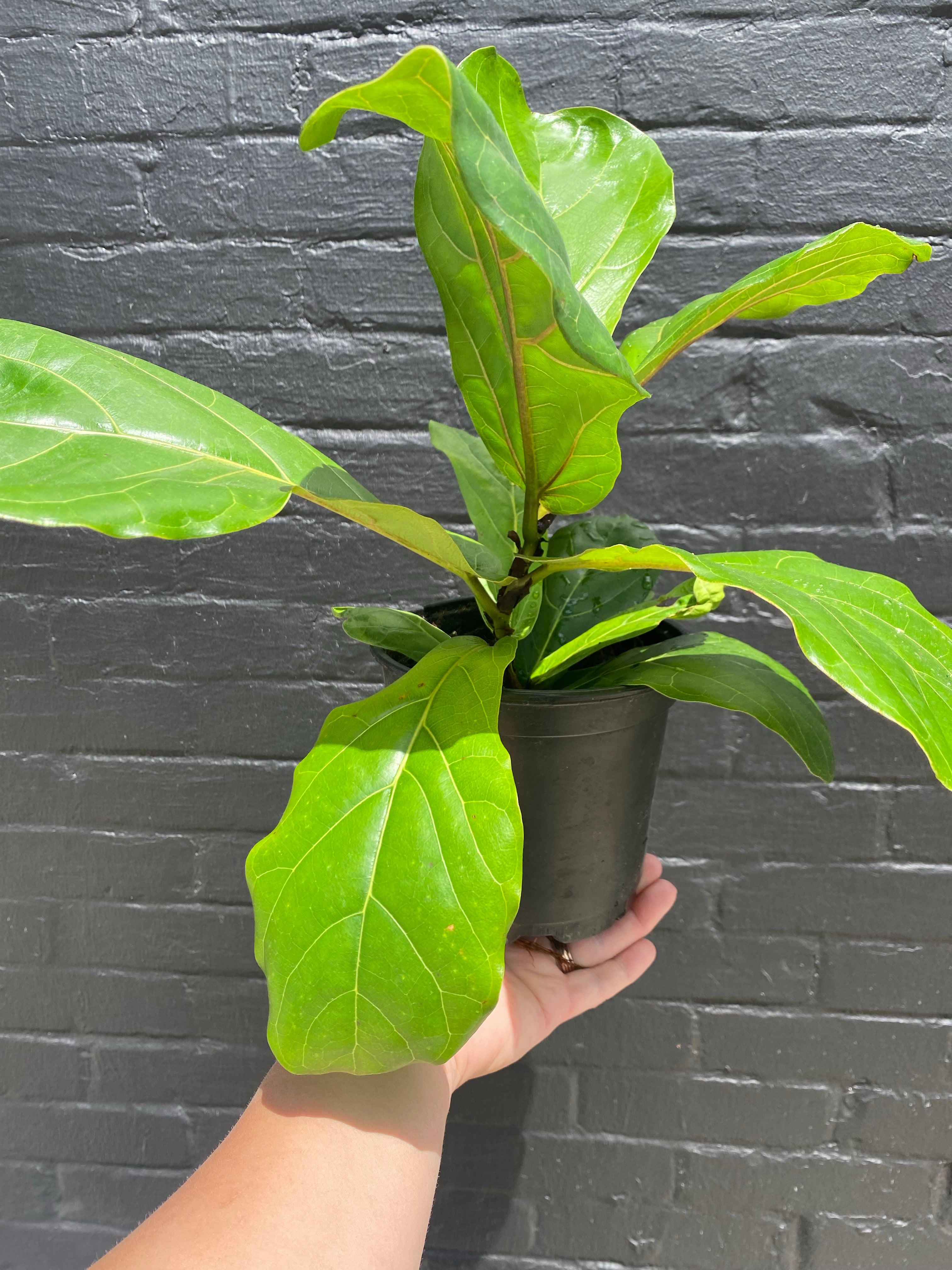 6inch Ficus Lyrata