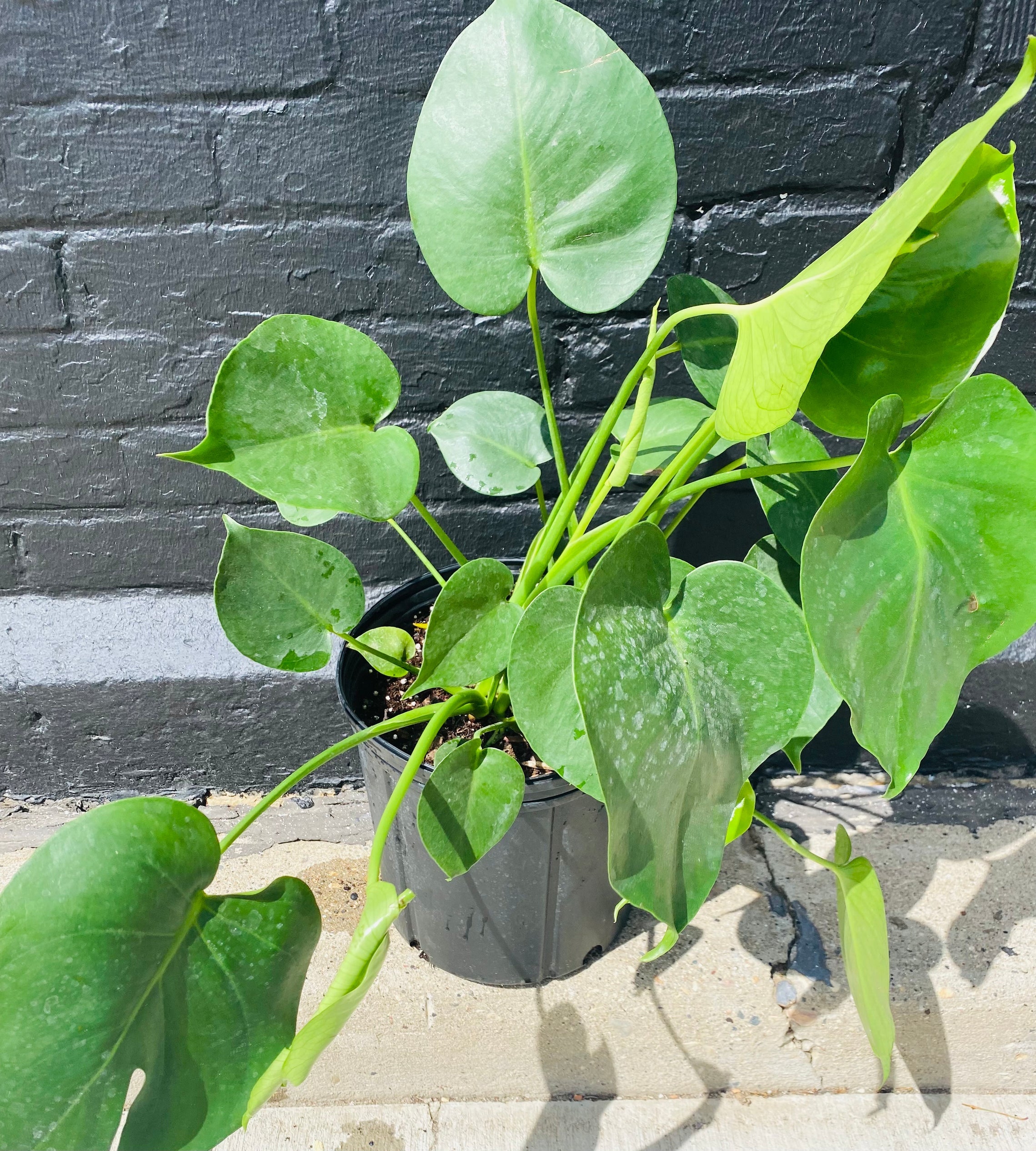 6in Monstera Split Leaf