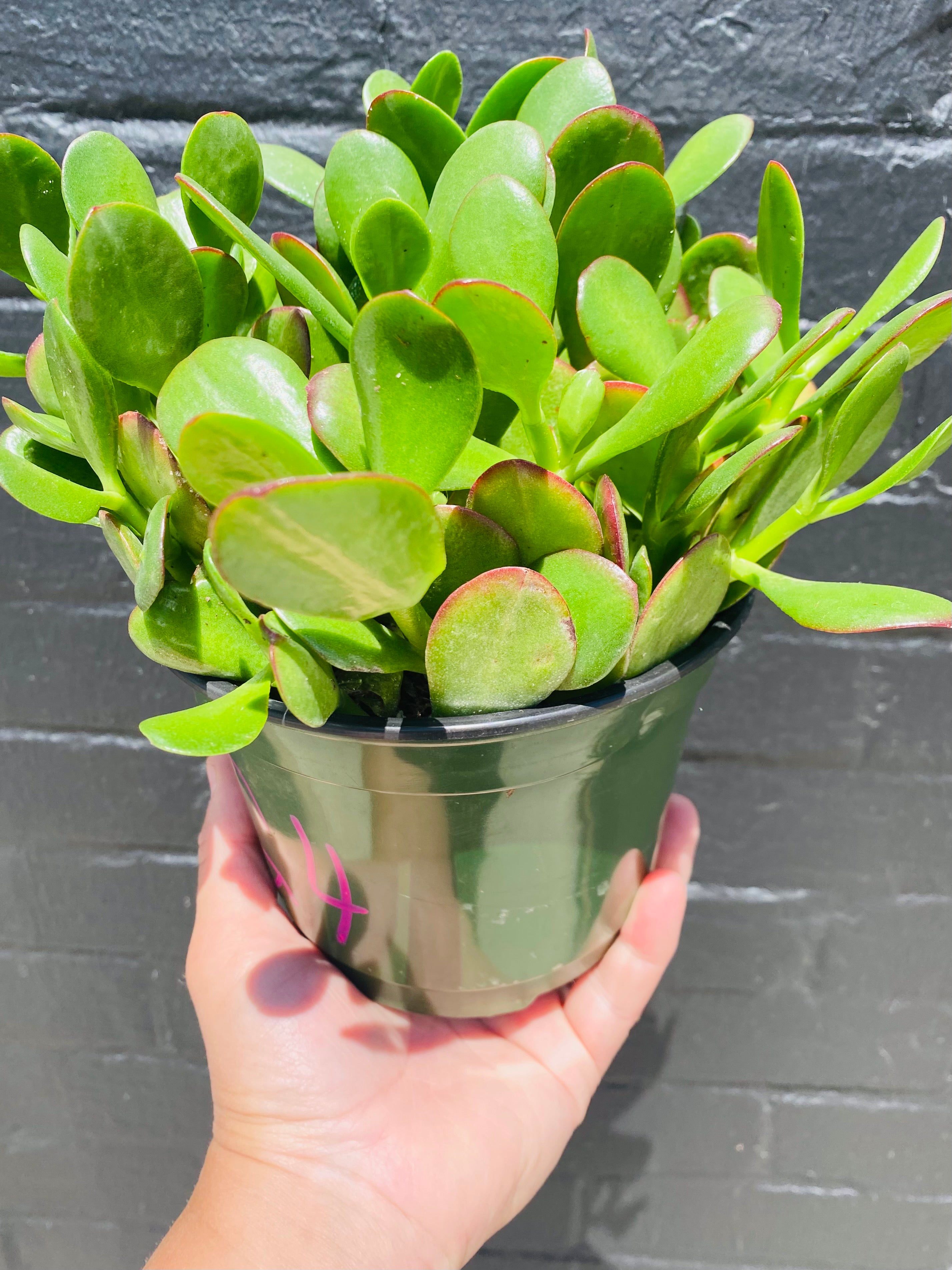 6inch Jade