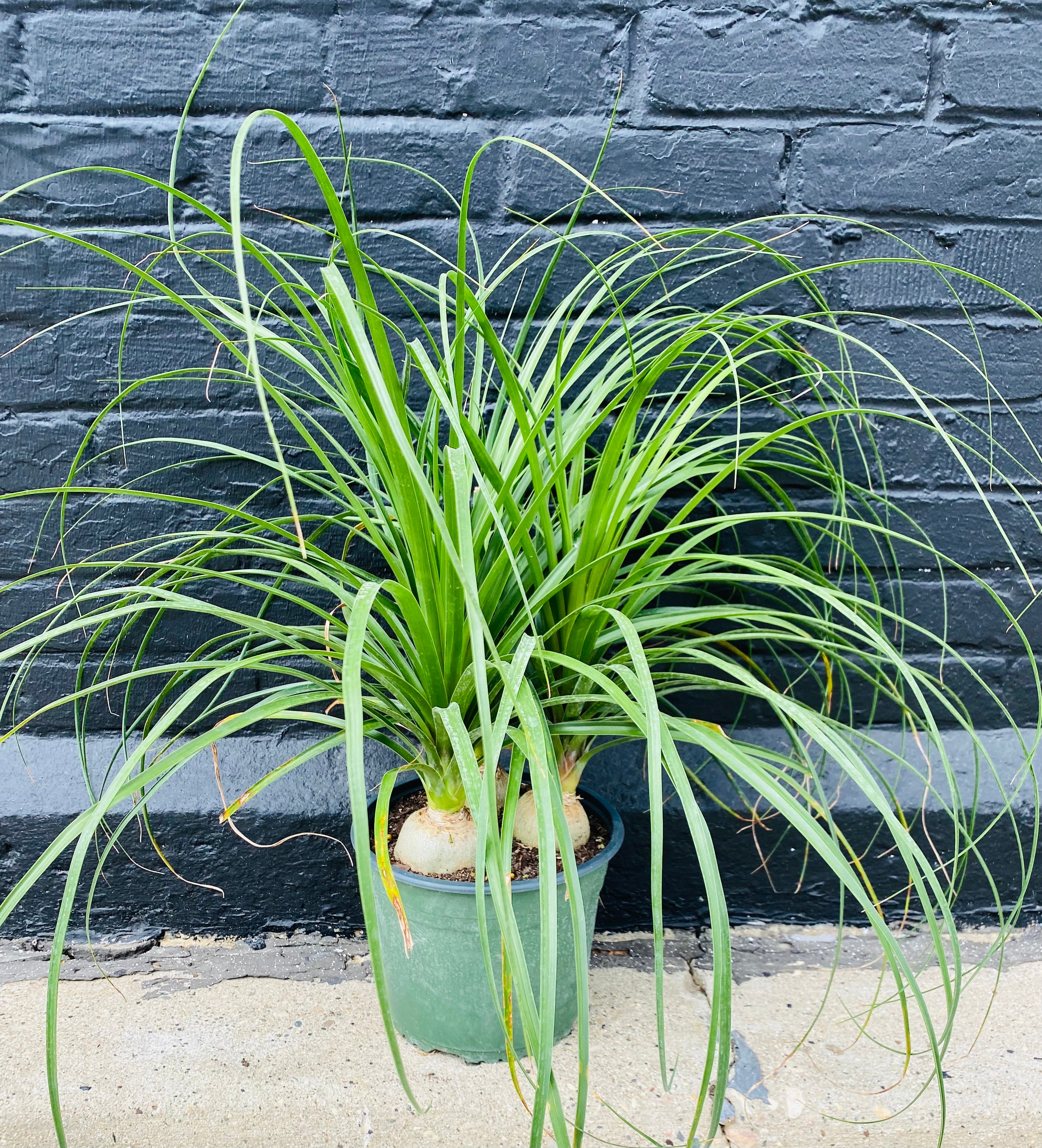 10in Ponytail Palm