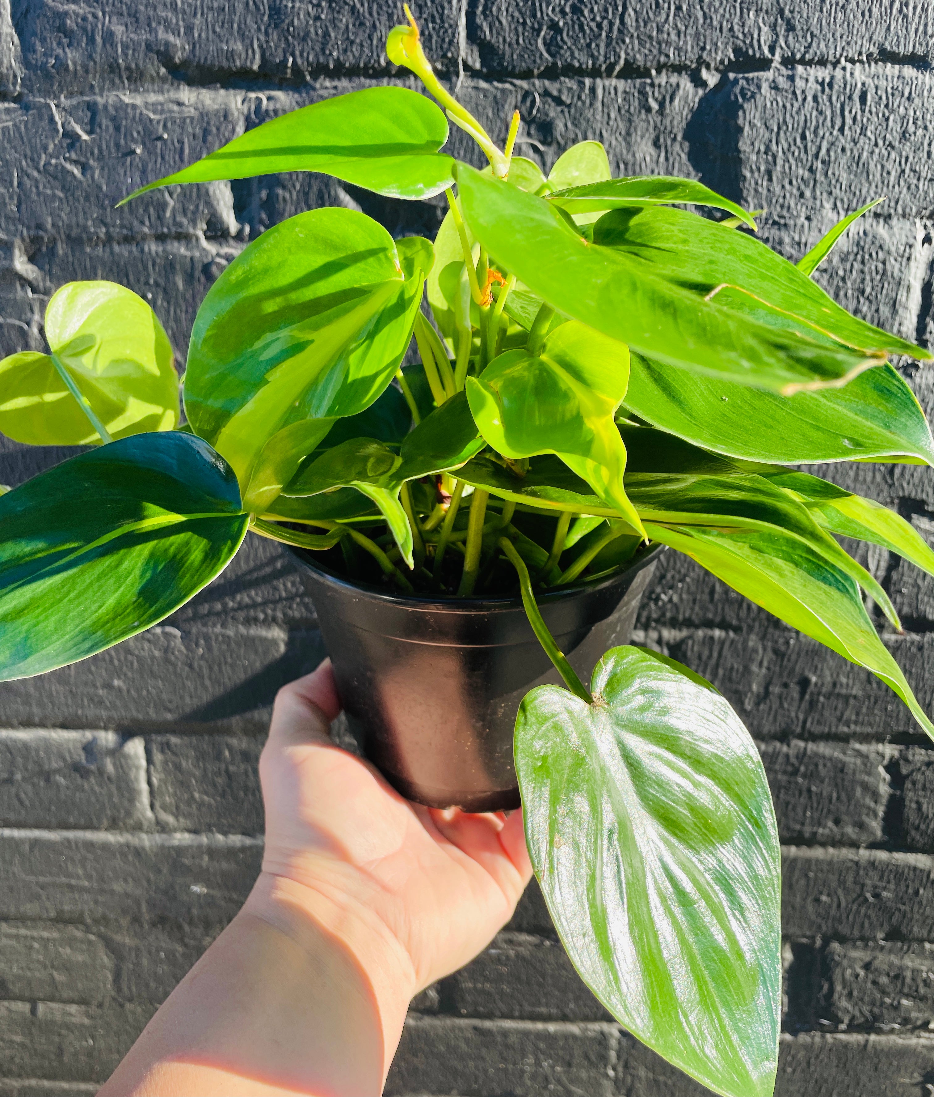 6in Philodendron Brasil