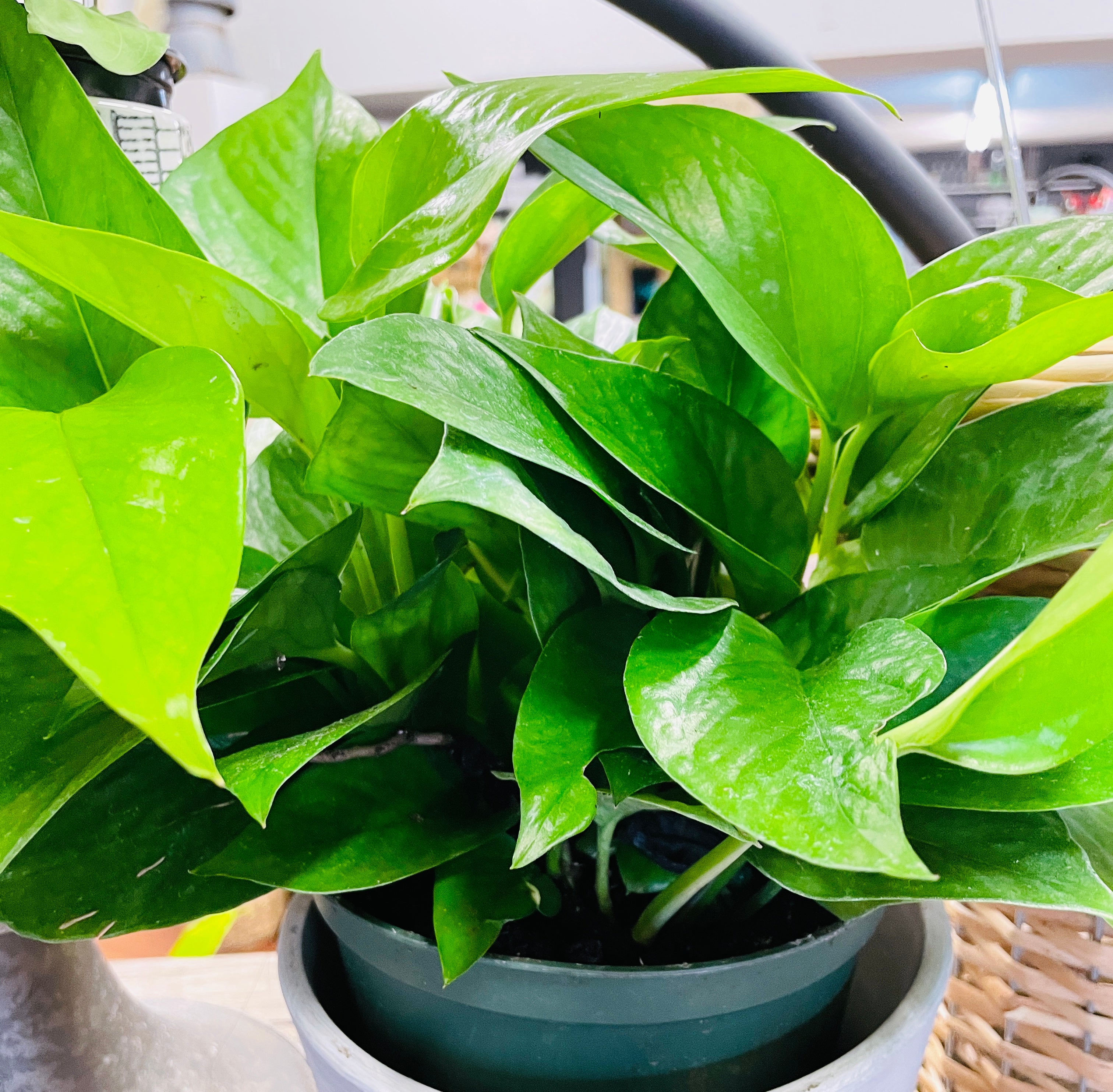 6in Jade Pothos