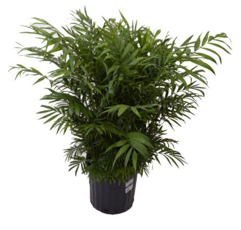 8in Parlor Palm