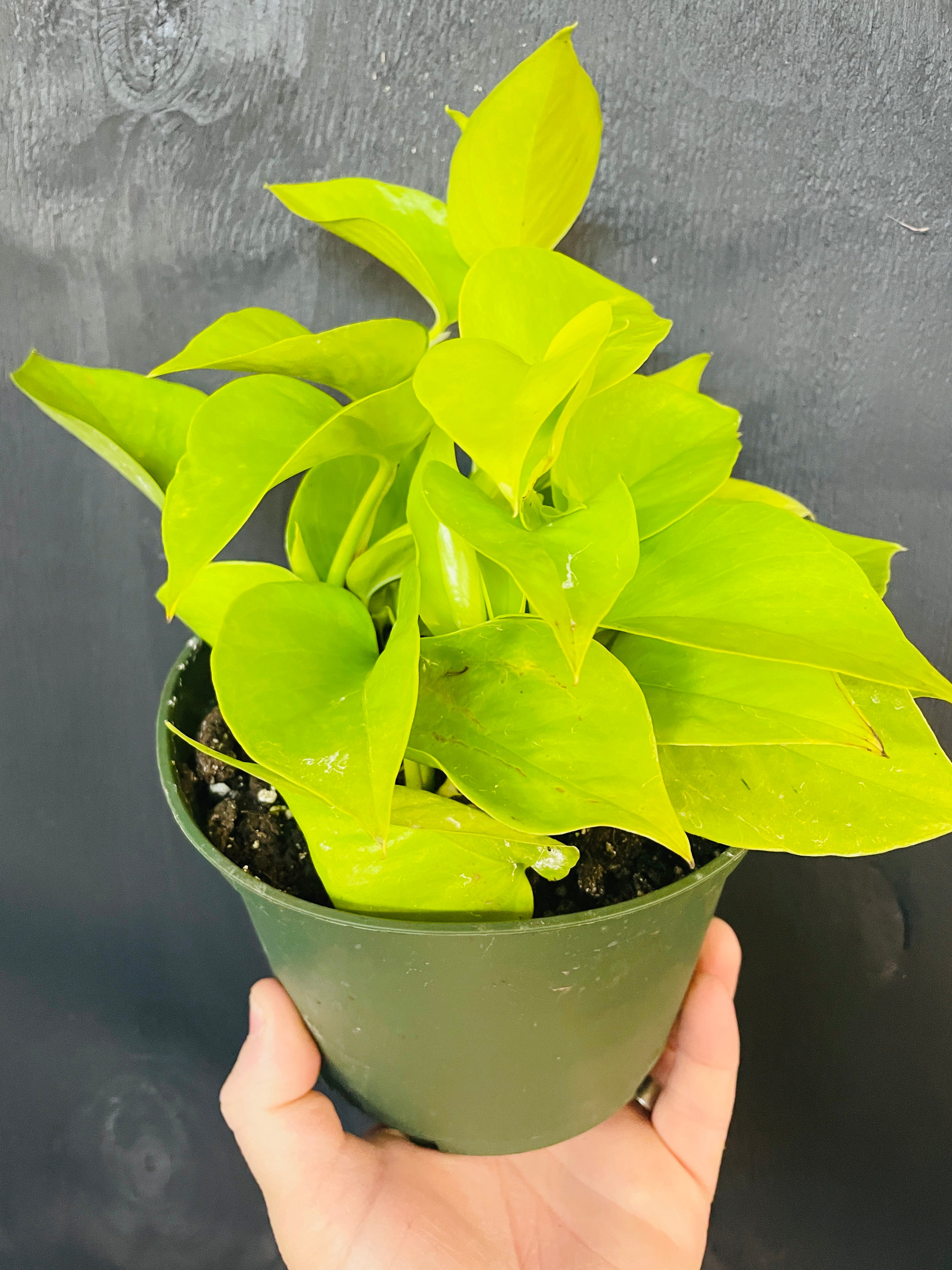 6in Neon Pothos