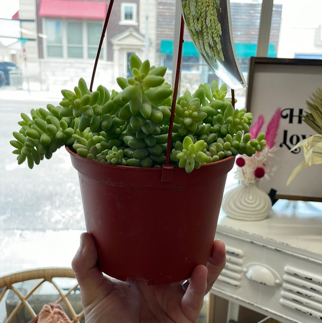 6in Burro Tail