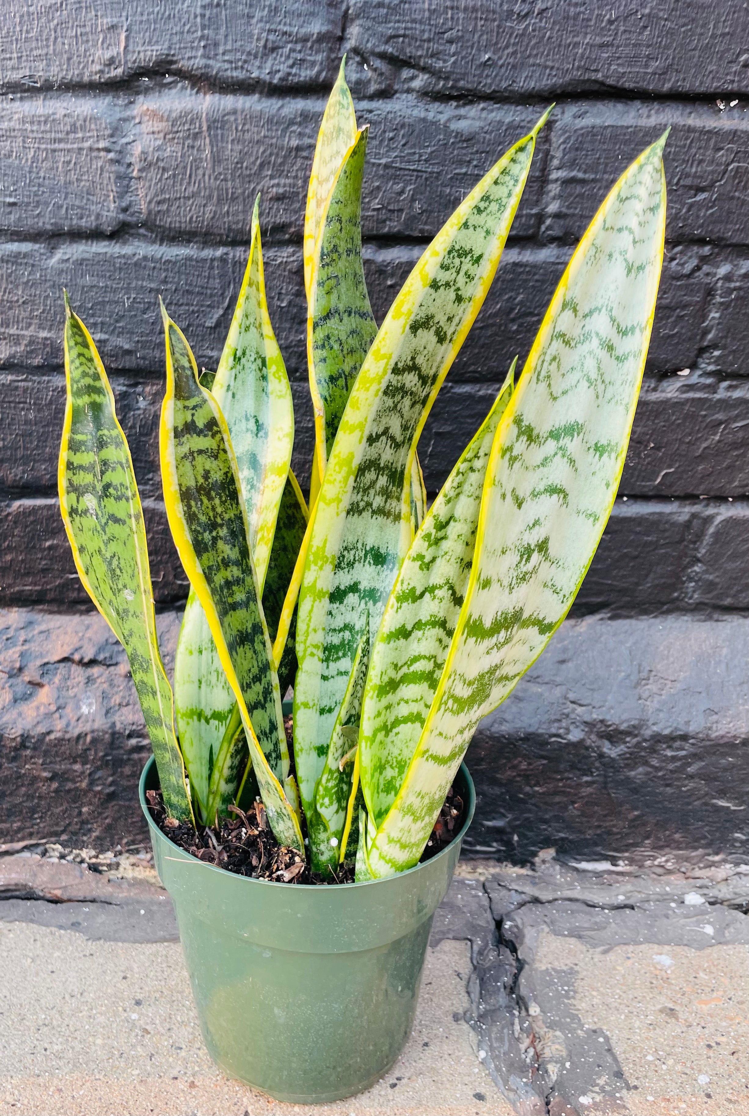 6in Sansevieria Laurentii