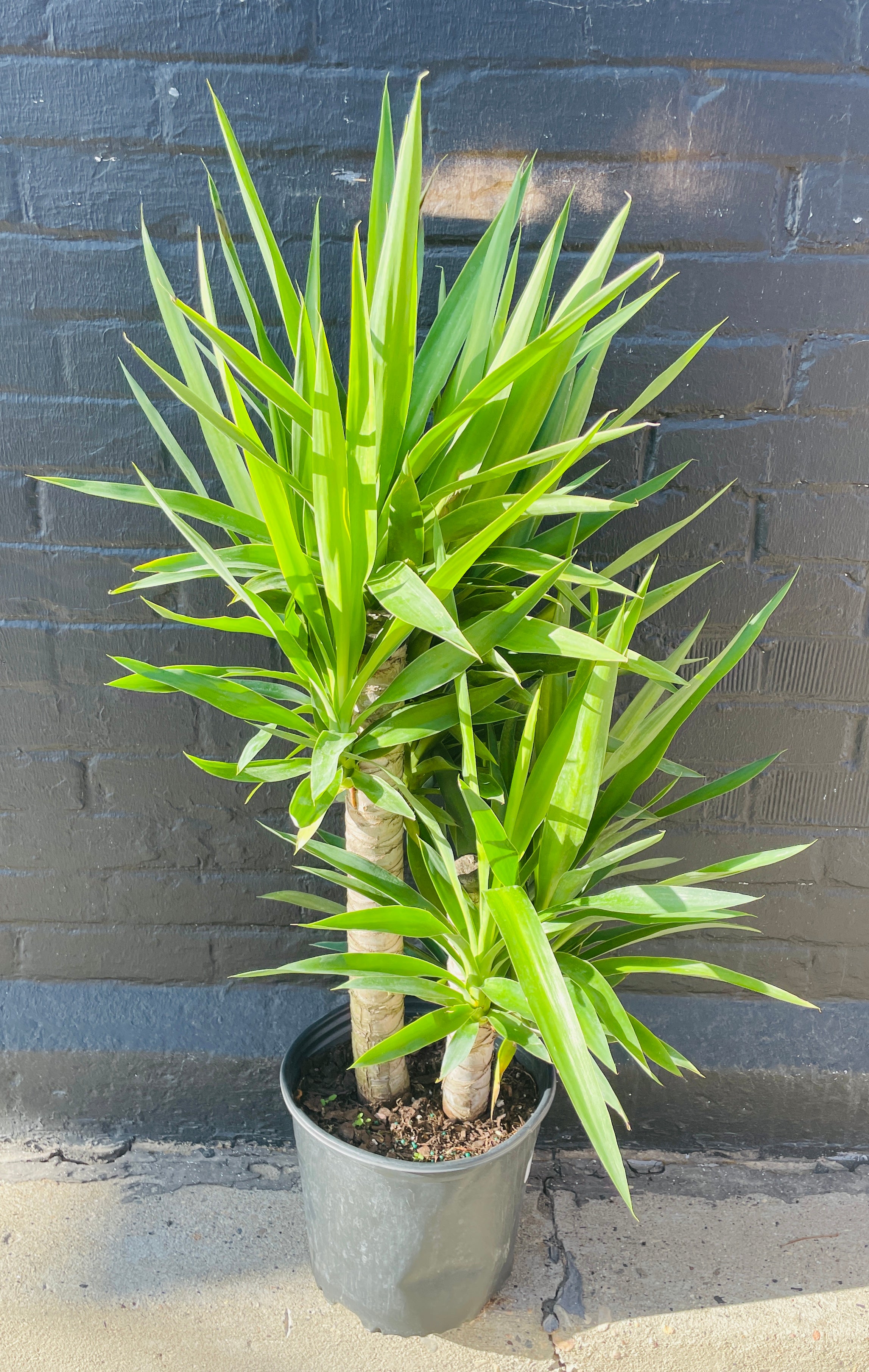 10in Yucca