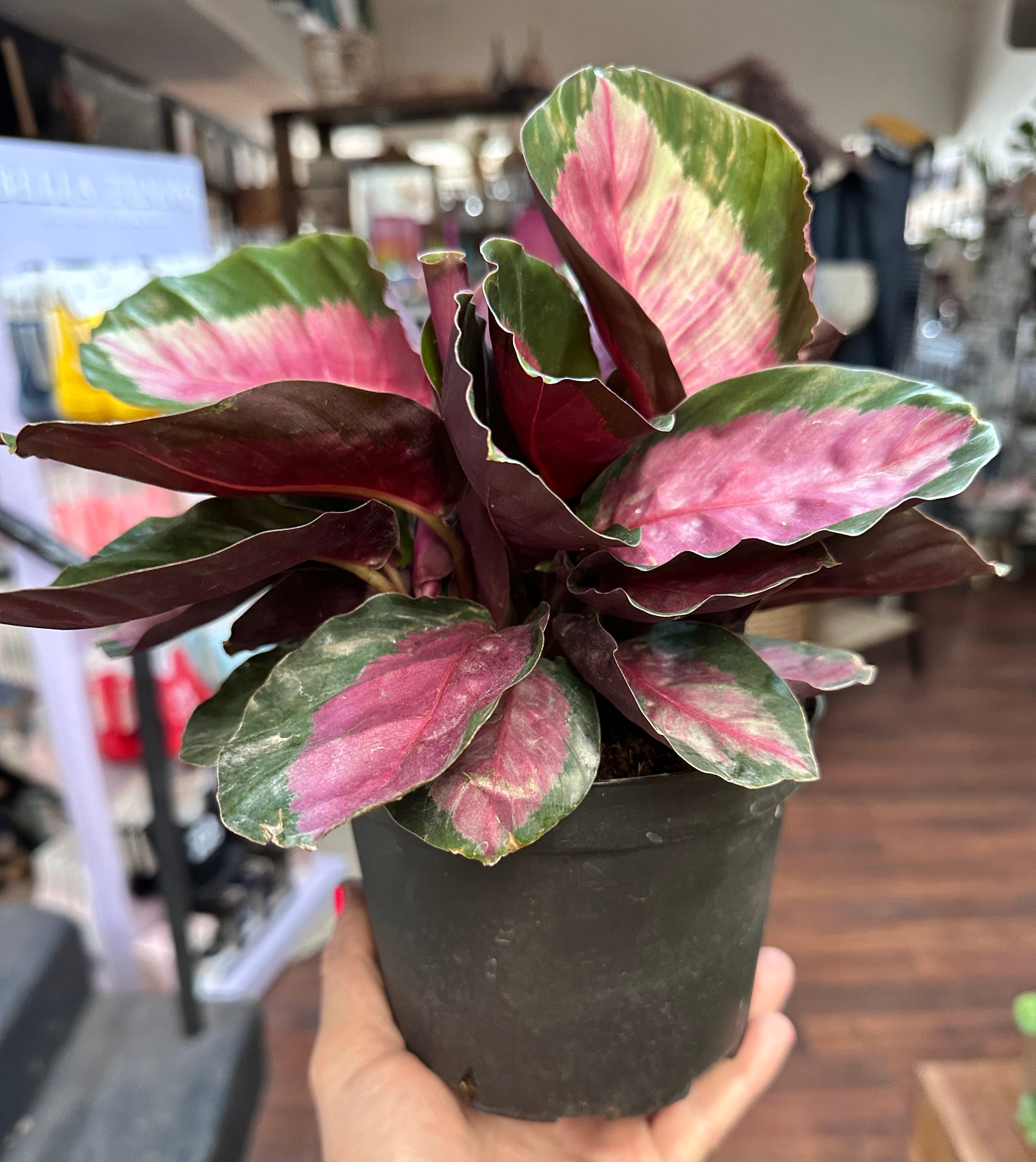 6in Calathea Pink Star