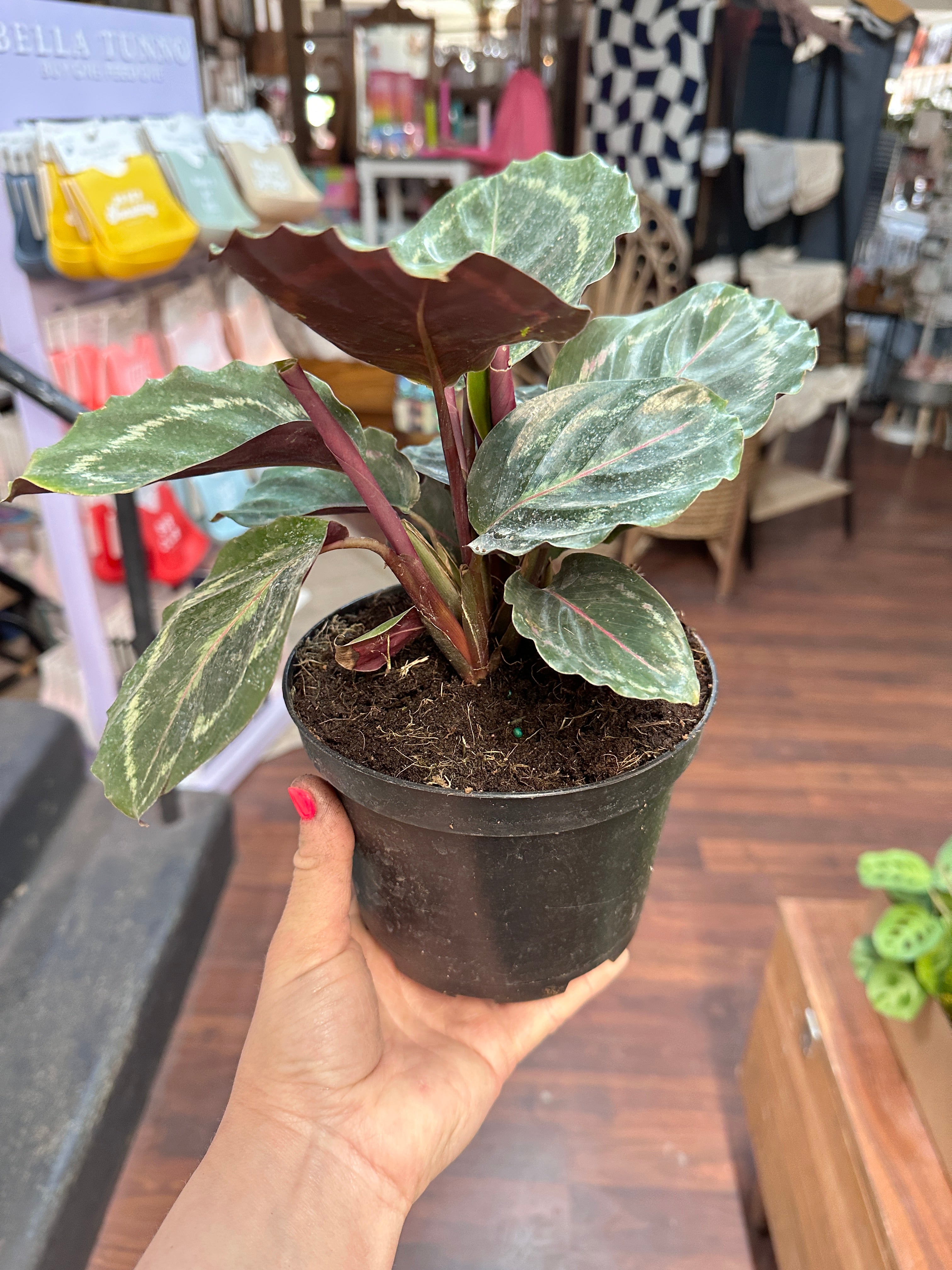 6in Calathea Medallion