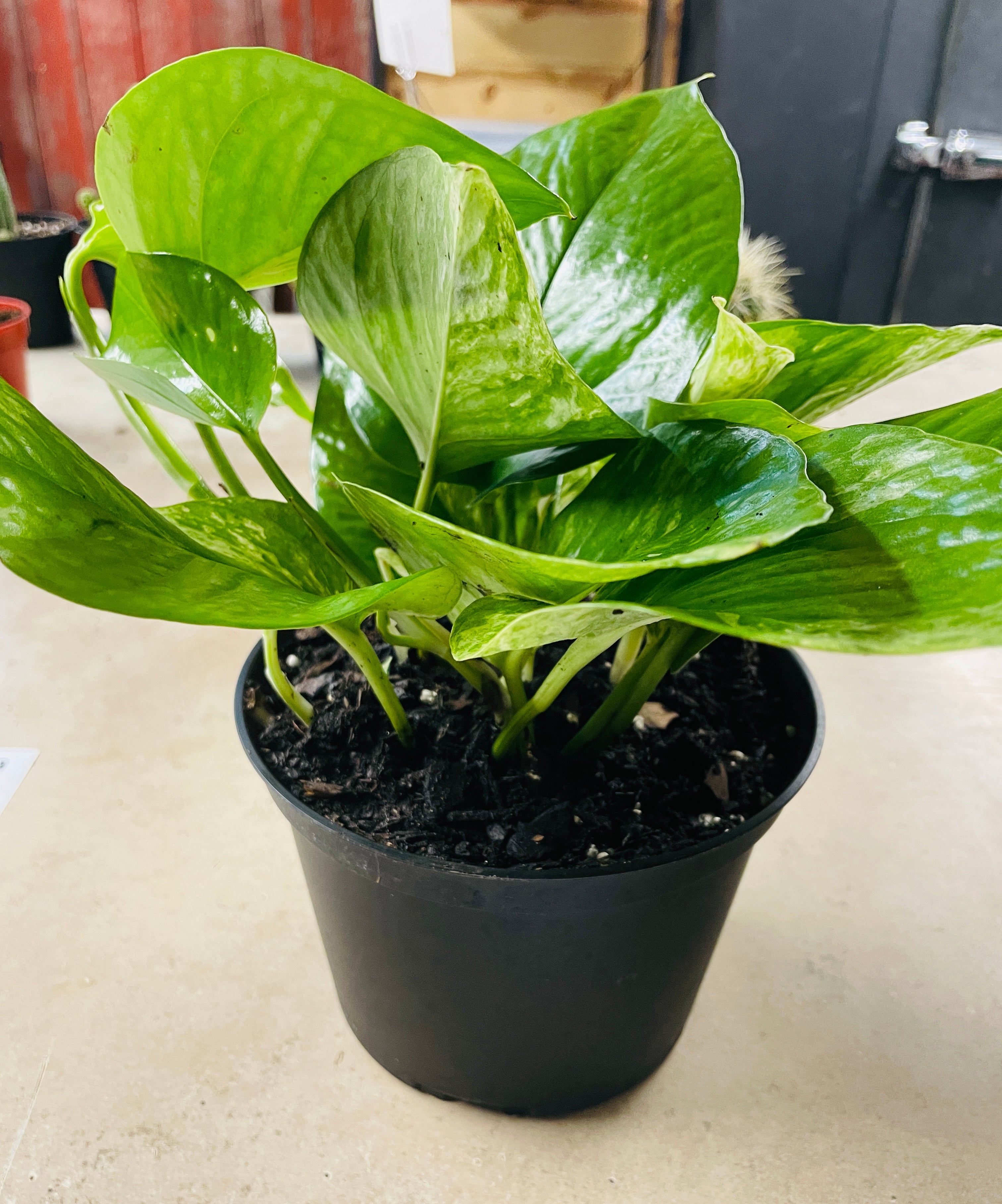 6in Pothos Marble Queen