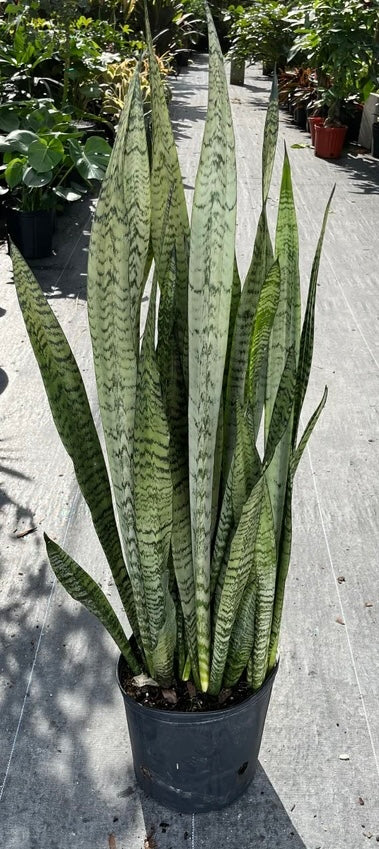 10in Sansevieria Zeylanica