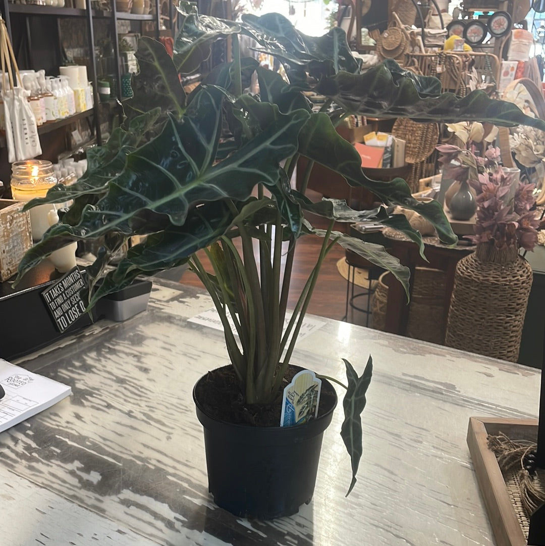 6in Alocasia Polly