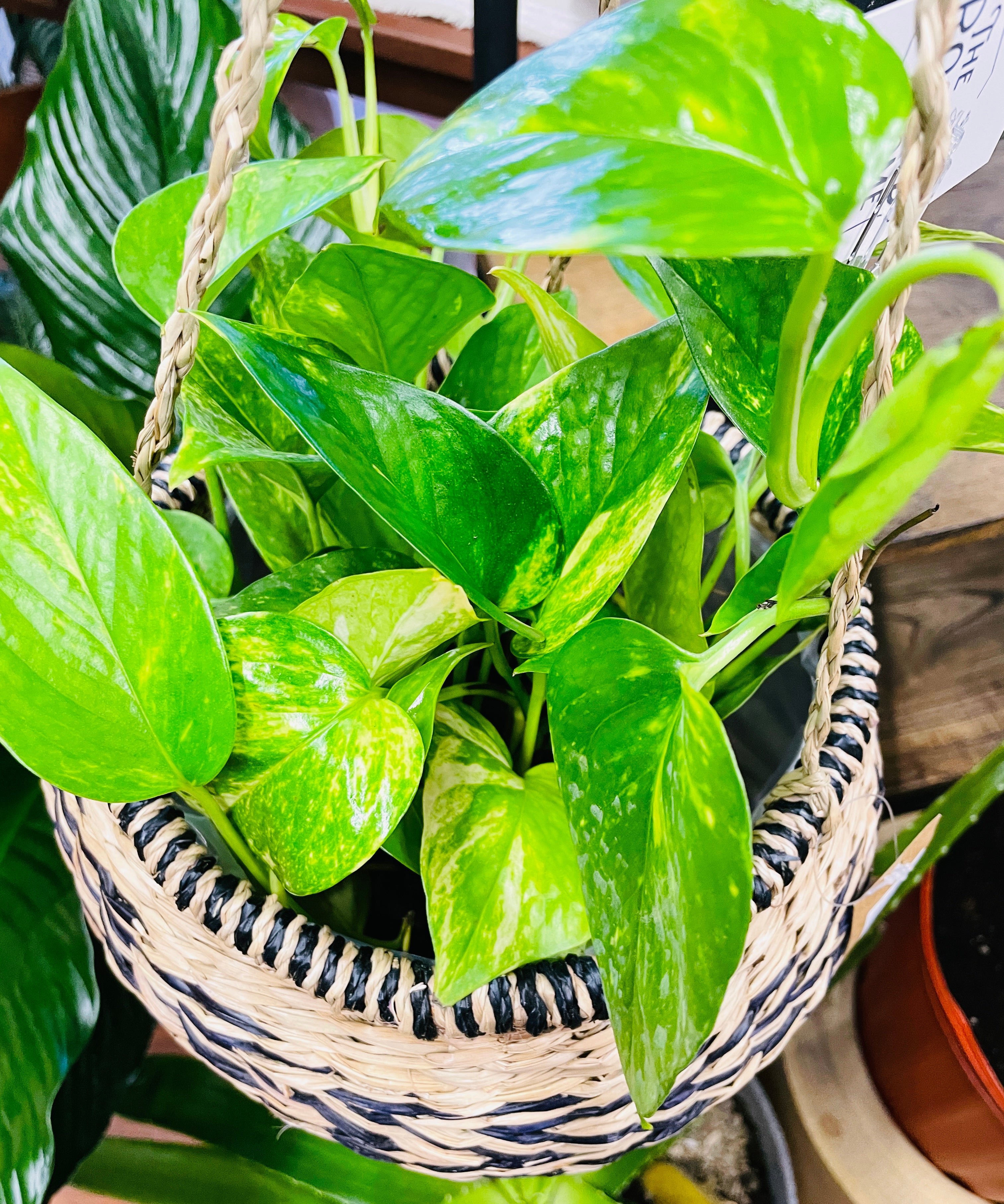 6in Golden Pothos