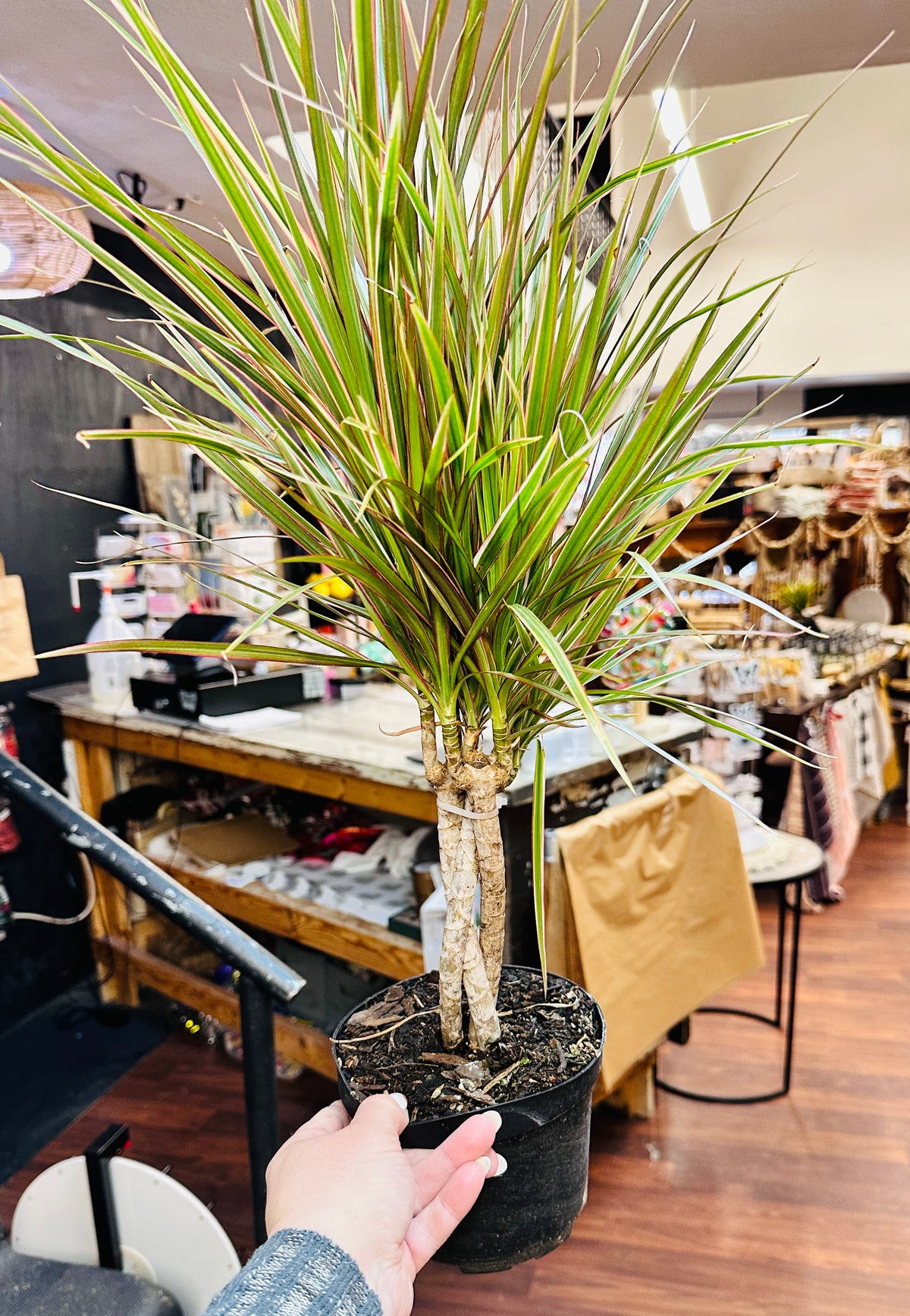 6in Dracena Braid