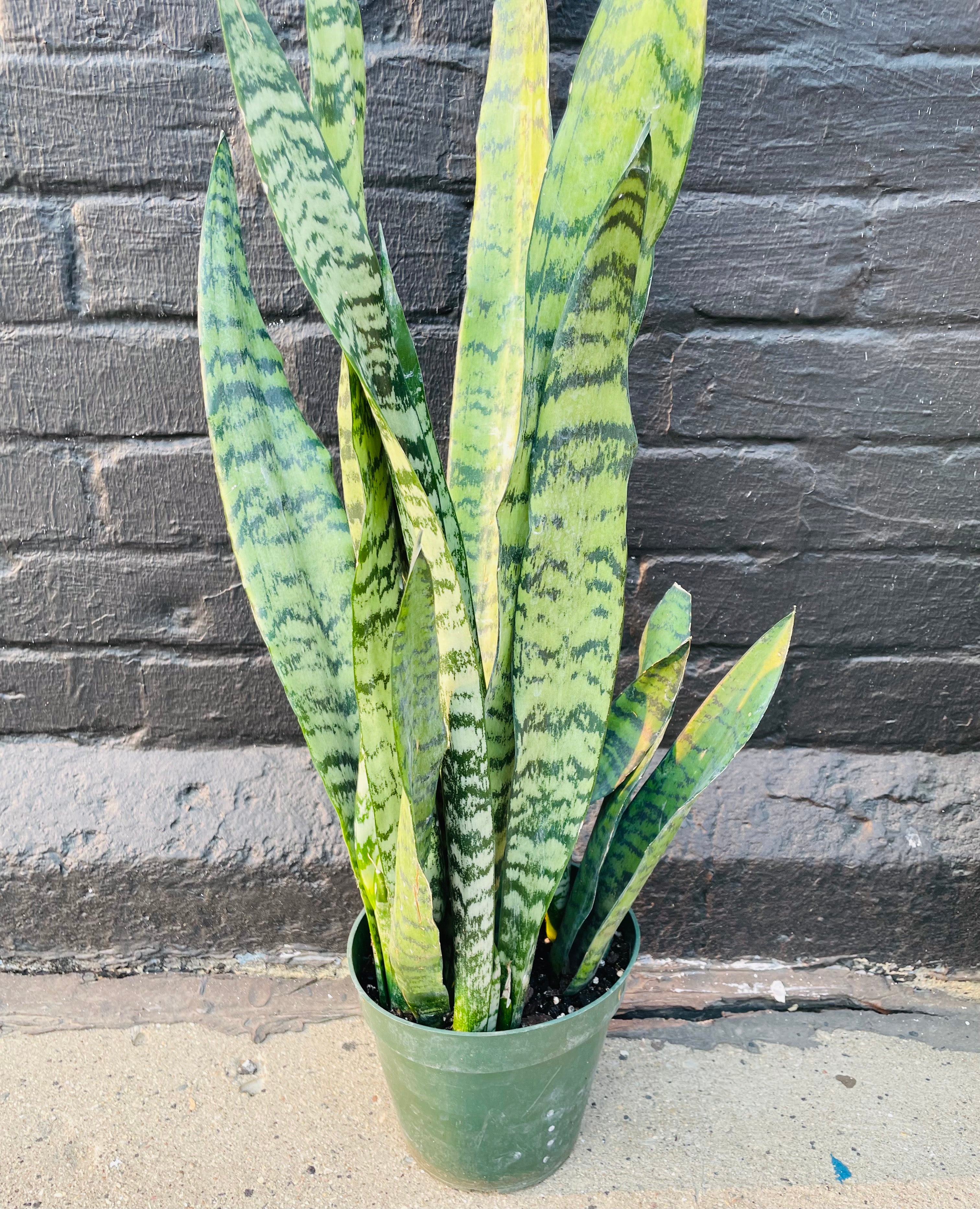 6in Sansevieria Zeylanica