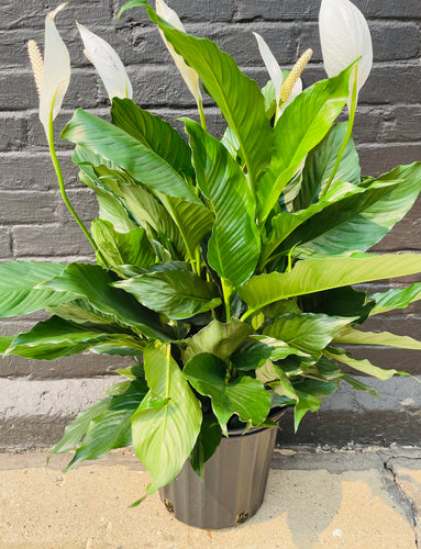 10in Peace Lily