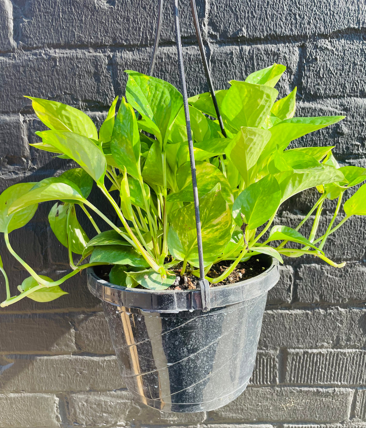8in Golden Pothos