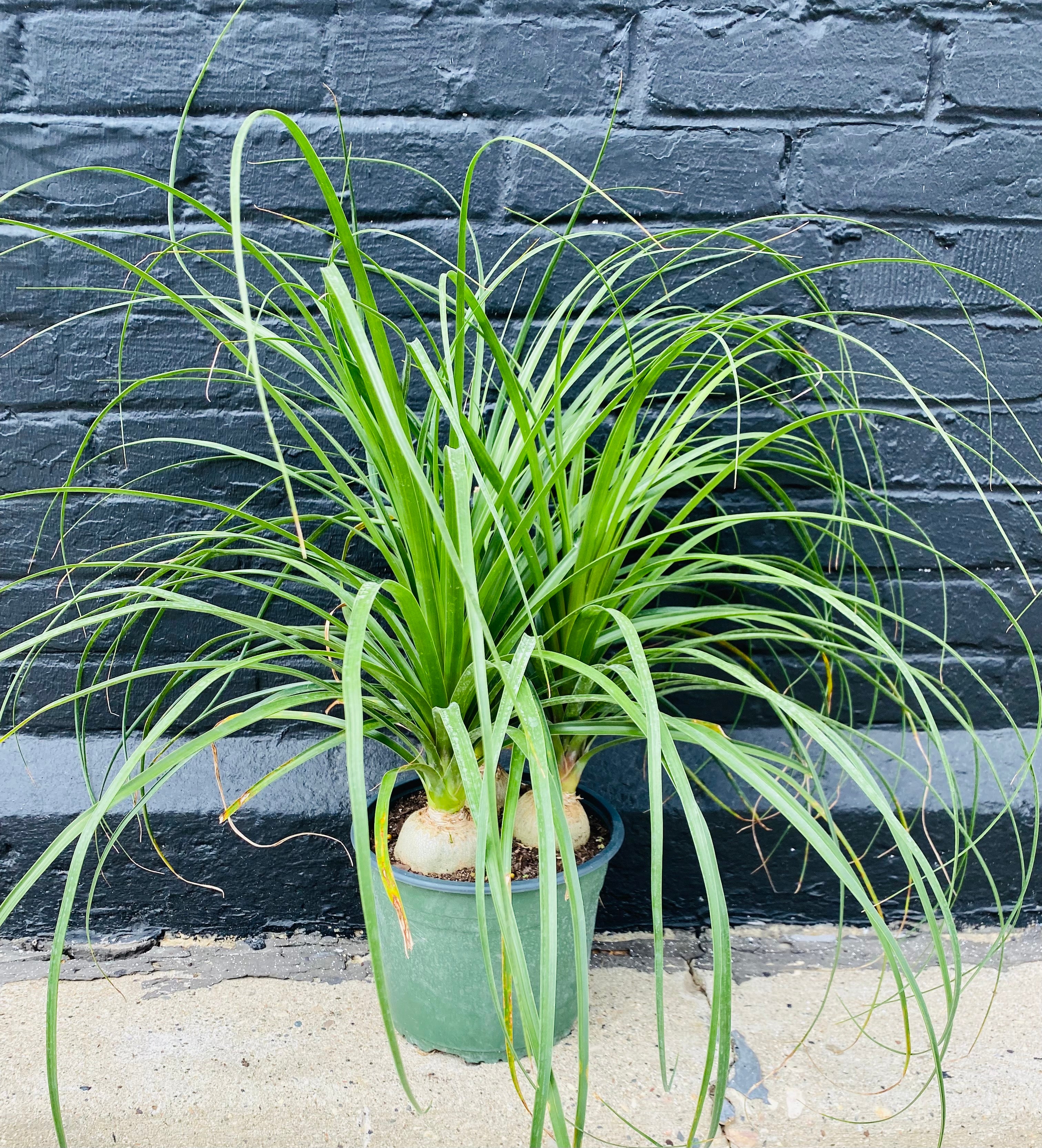 8in Ponytail Palm