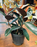 8in Ficus Burgundy