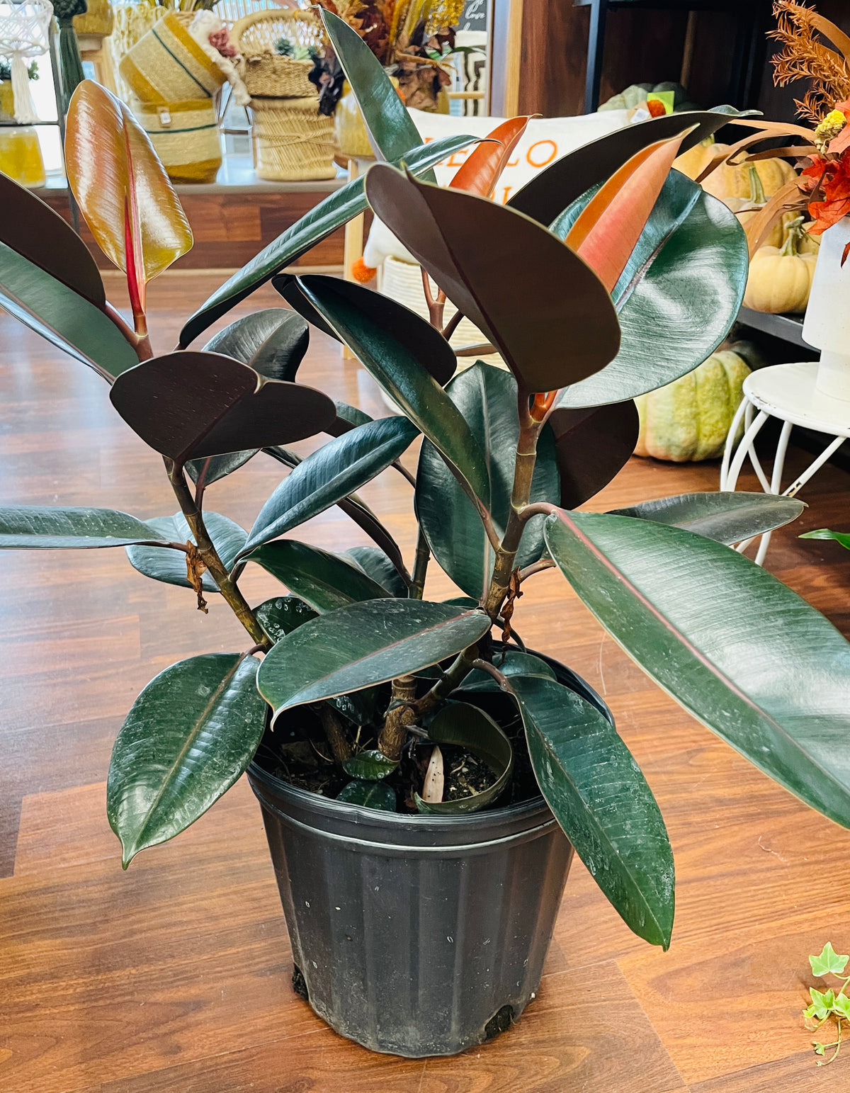 8in Ficus Burgundy
