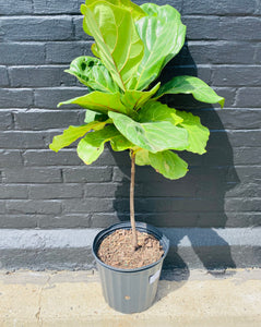 10in Ficus Lyrata